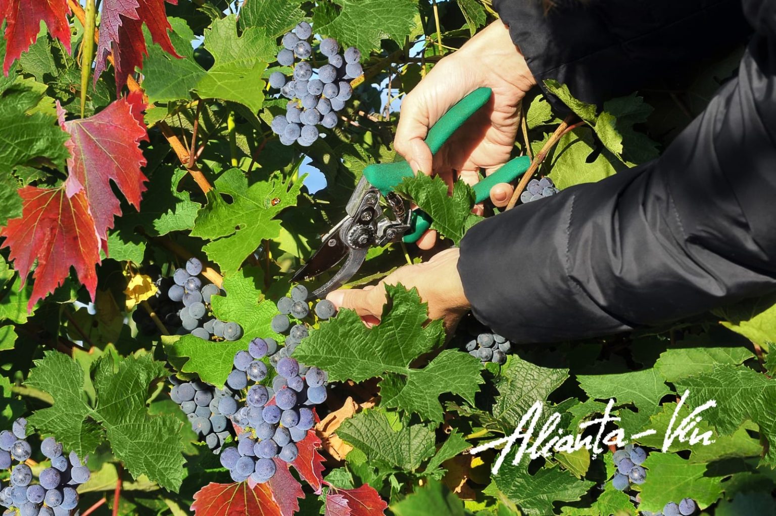 Wine Distributor AV Blend Wines